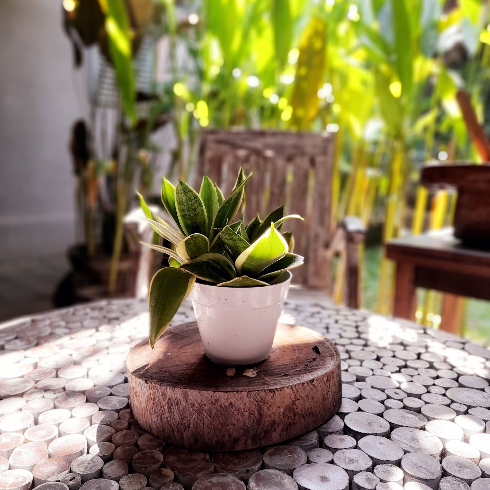 A decorative succulent plant in a white ceramic pot displayed on a wooden circular base, surrounded by pebbles. Tropical plants and wooden furniture visible in the blurred background, creating a serene garden ambiance.